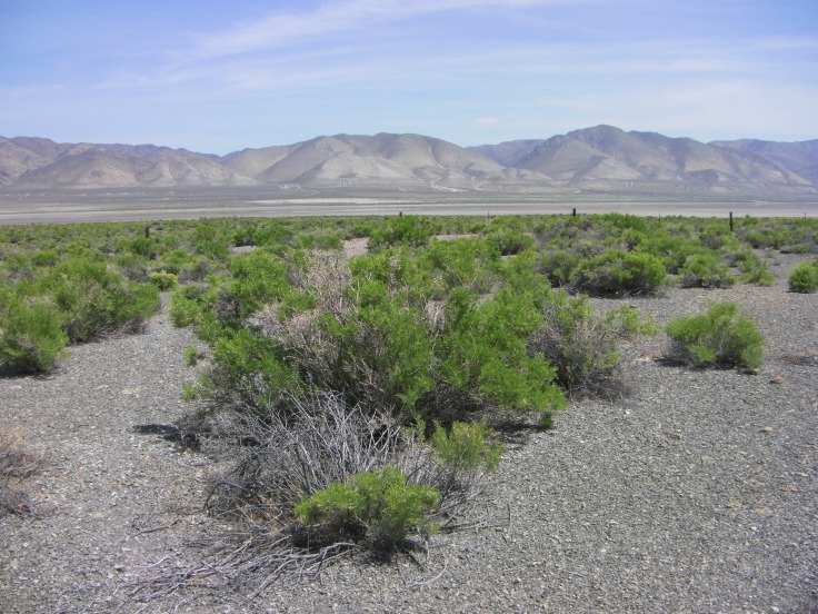 Sagebrush Desert